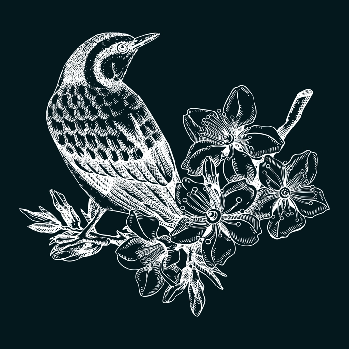 Nuthatch sitting on flowering almond branch sketch. Vector spring garden illustration on chalkboard. Hand drawn passerine bird singing on blooming tree with nuts, leaves and flowers design